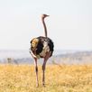 Struisvogel nationaal park Tanzania
